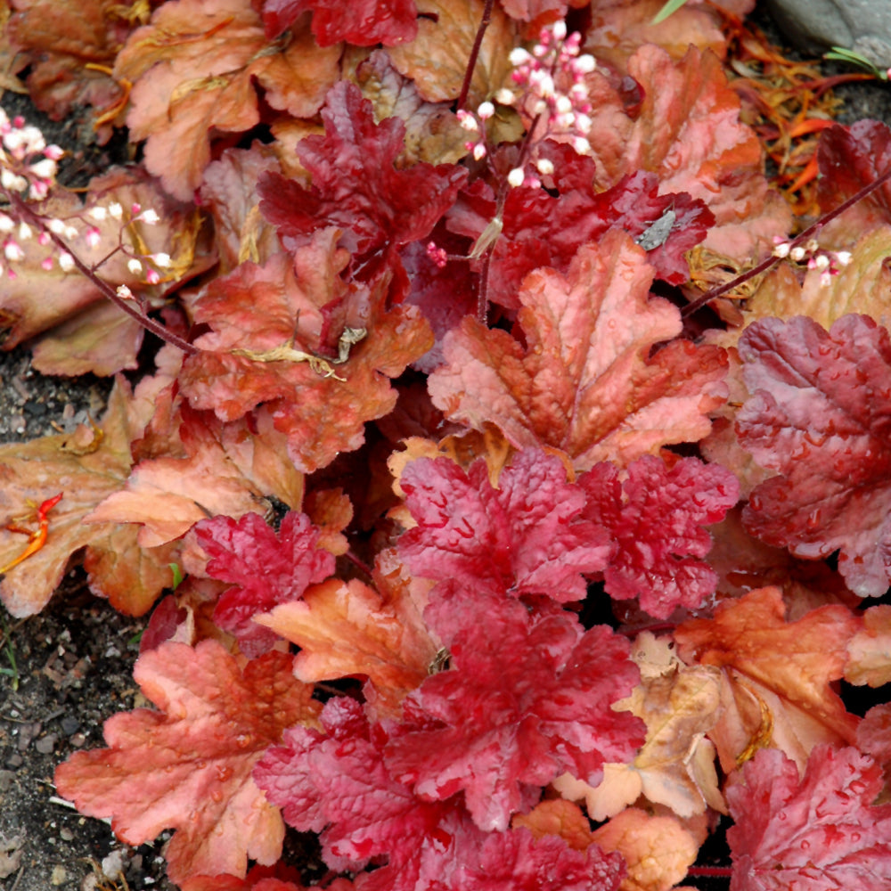 HEUCHERA FIRE ALARM