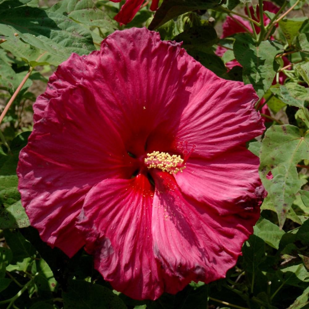HIBISCUS JAZZBERRY JAM