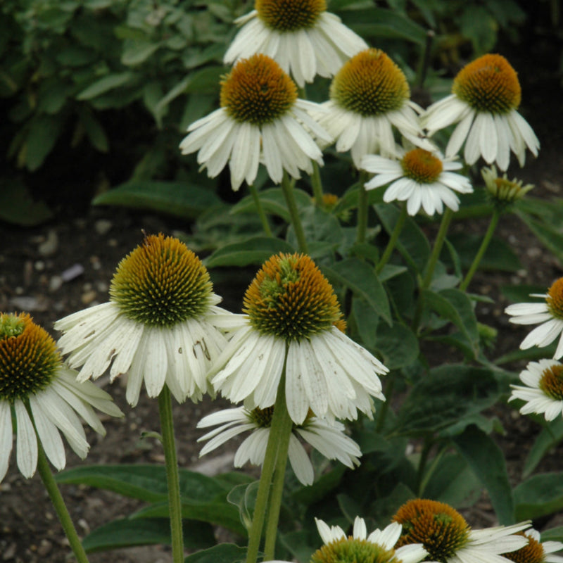 ECHINACEA SOMBRERO BLANCO