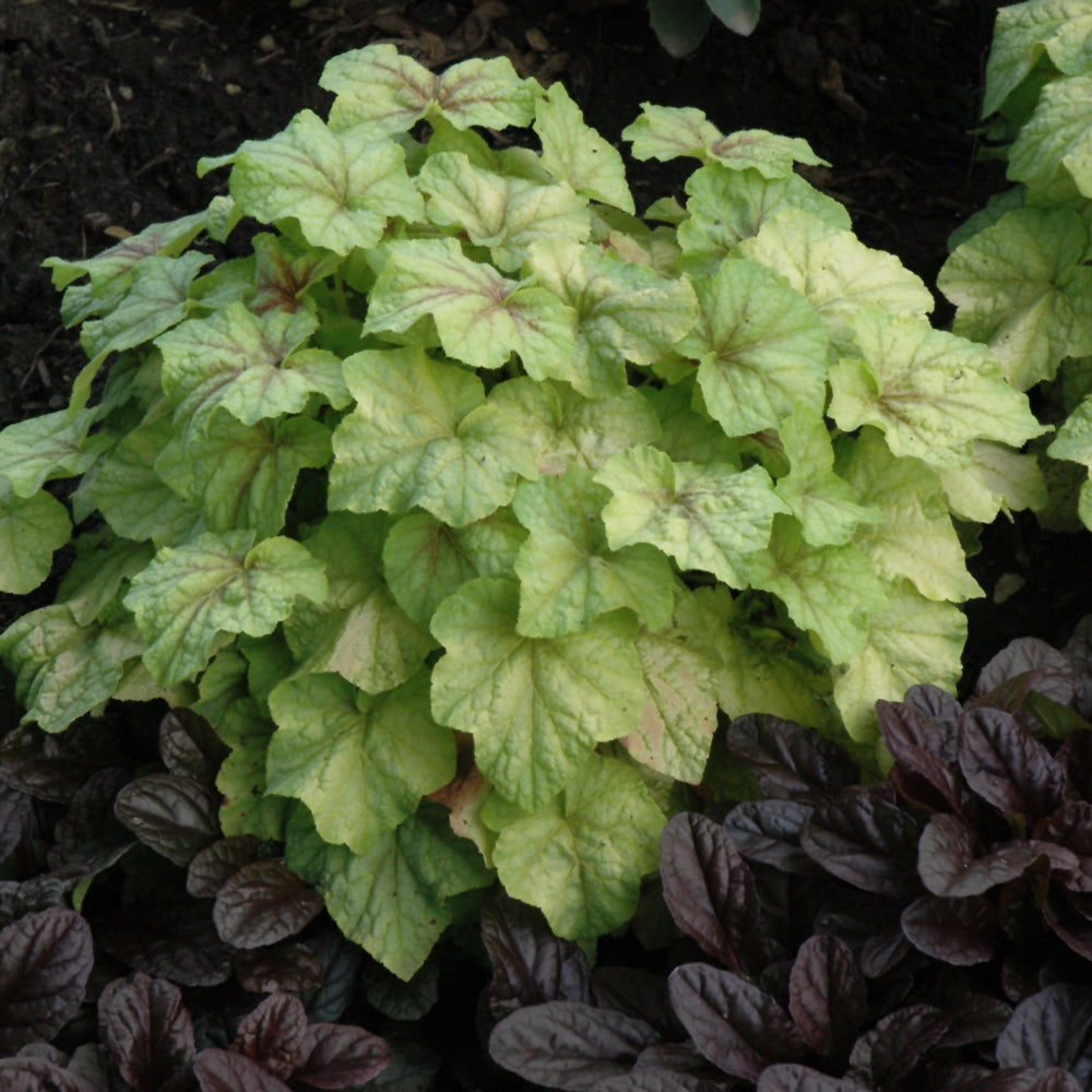 HEUCHERALLA FIRE FROST