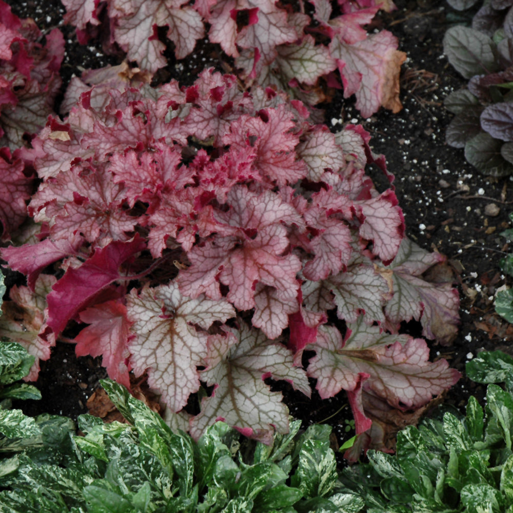 HEUCHERA CARNIVAL PEACH PARFAIT