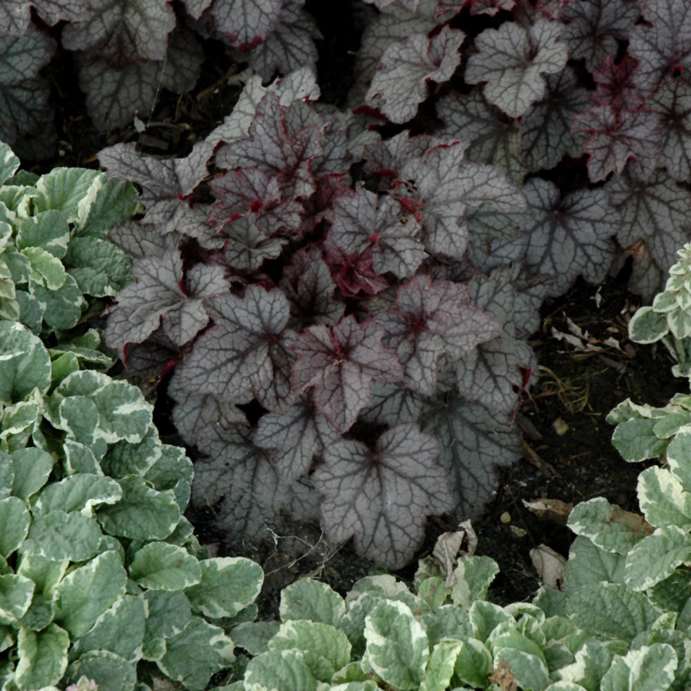 HEUCHERA PLUM CRAZY