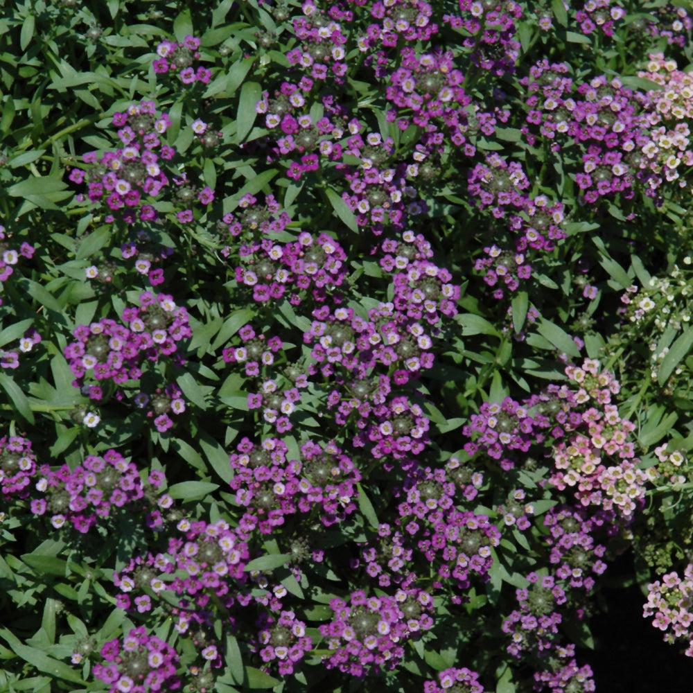 Alyssum