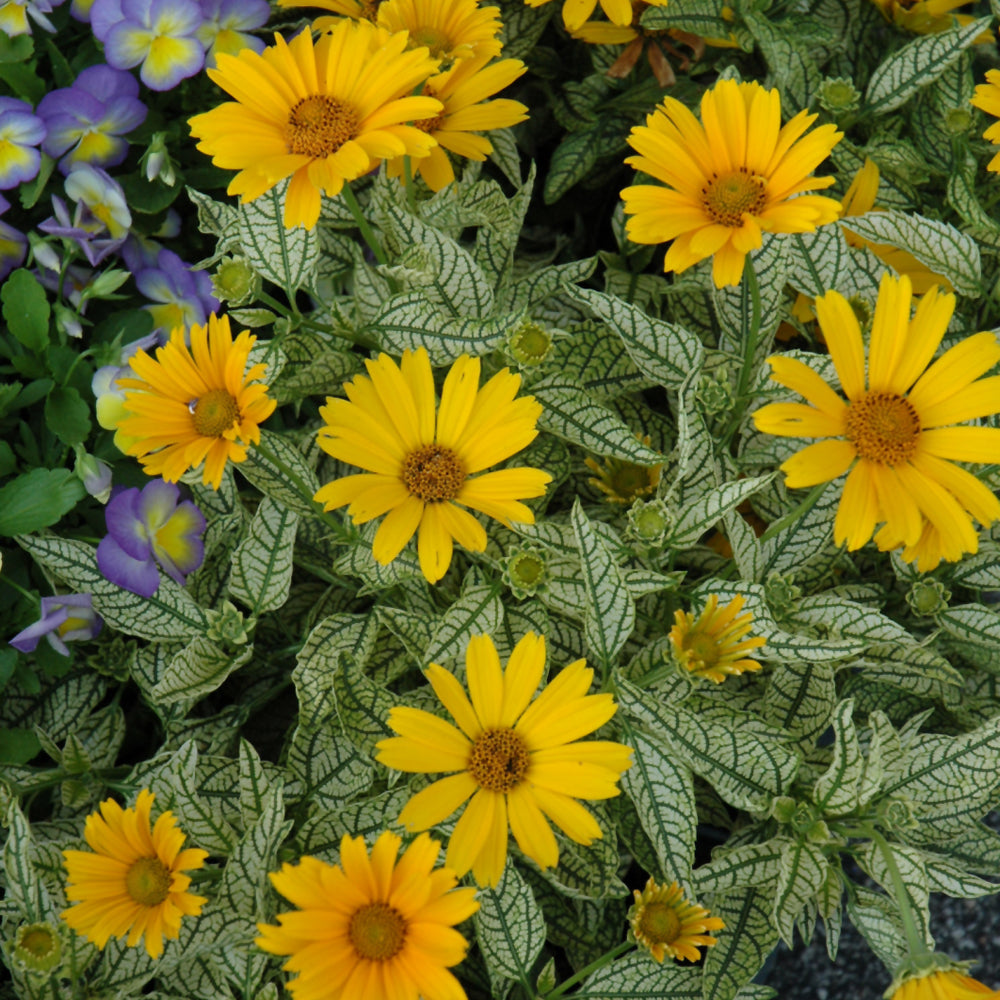 HELIOPSIS SUNSTRUCK
