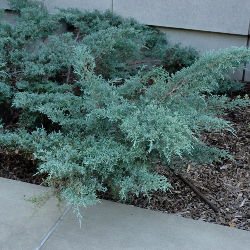 JUNIPER ANGELICA BLUE