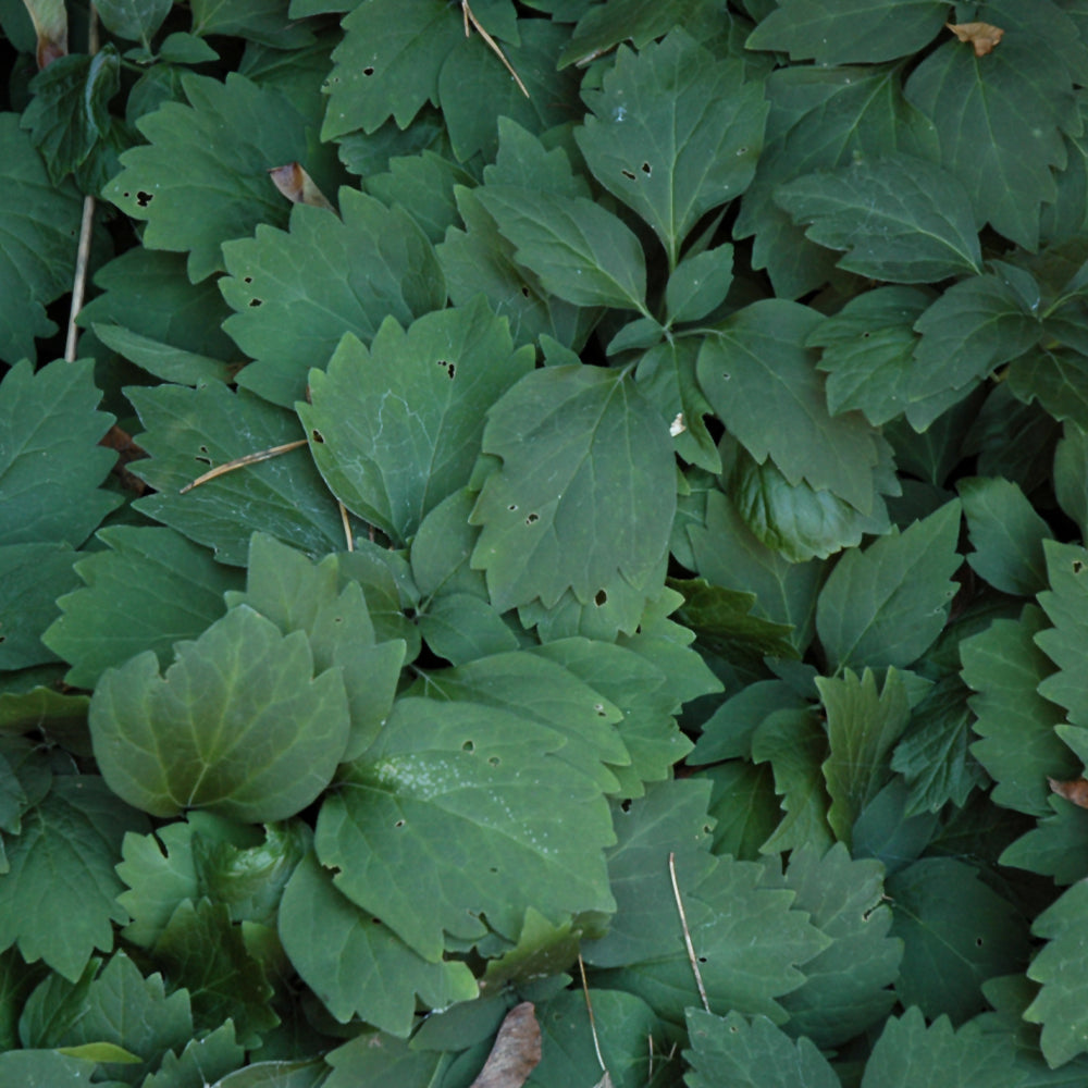 PACHYSANDRA PROCUMBENS