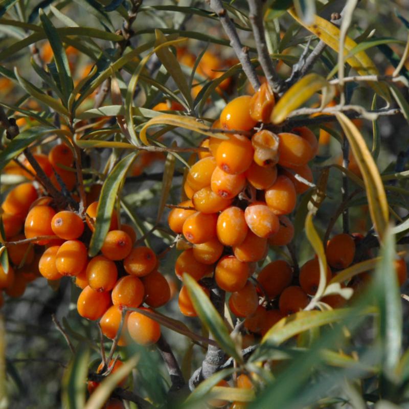 BUCKTHORN HERGO