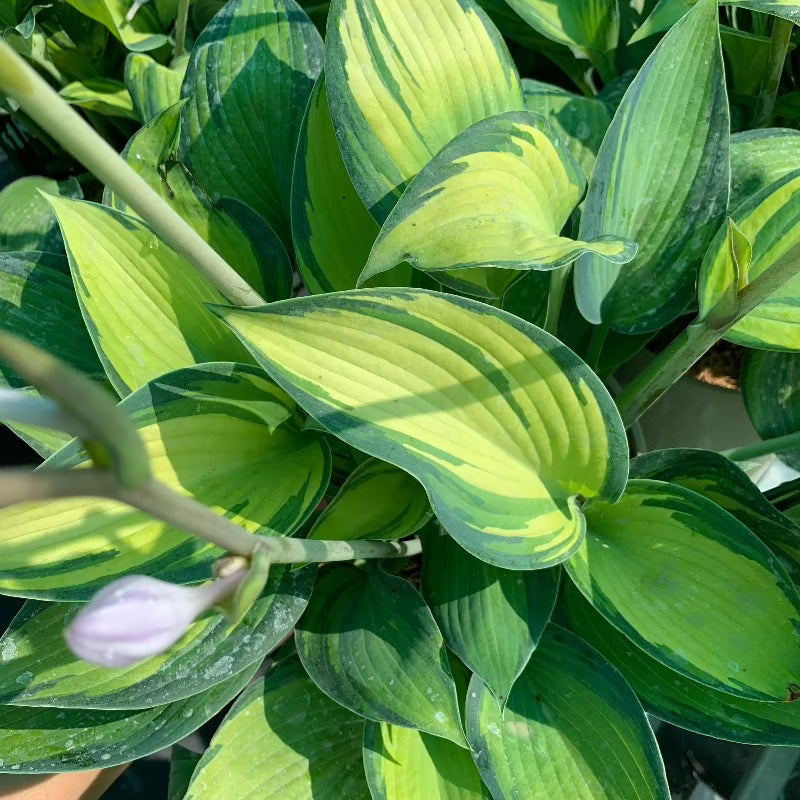 HOSTA JUNE