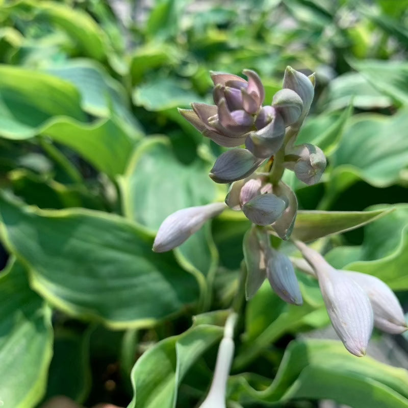 HOSTA VOICES IN THE WIND