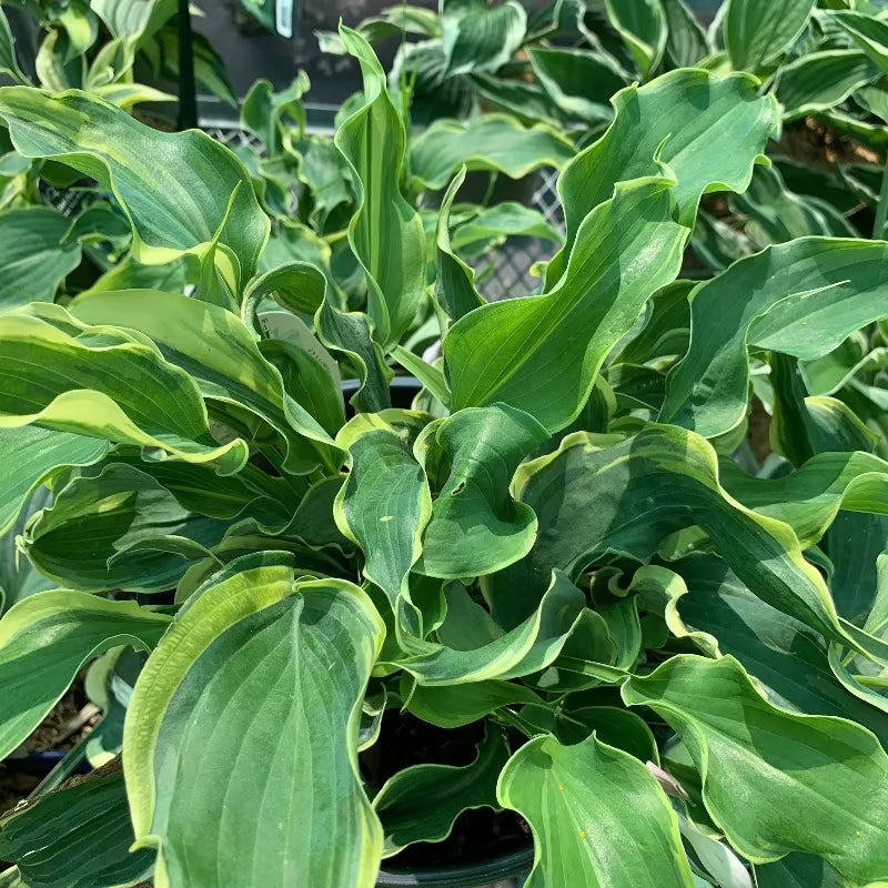 HOSTA VOICES IN THE WIND