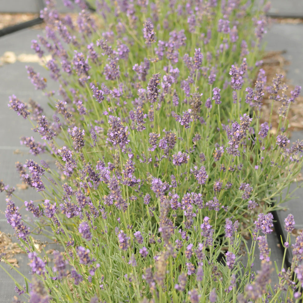 LAVANDULA SUPERBLUE