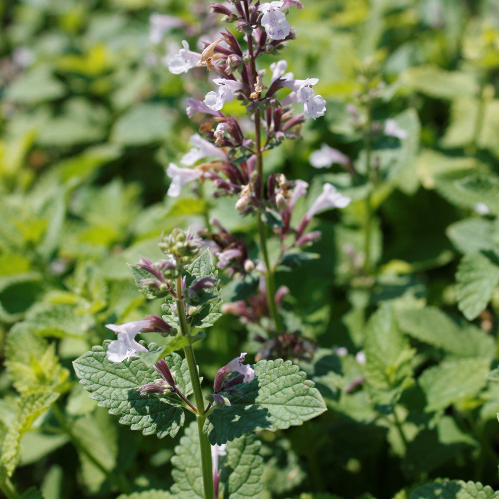 NEPETA WHISPURR PINK