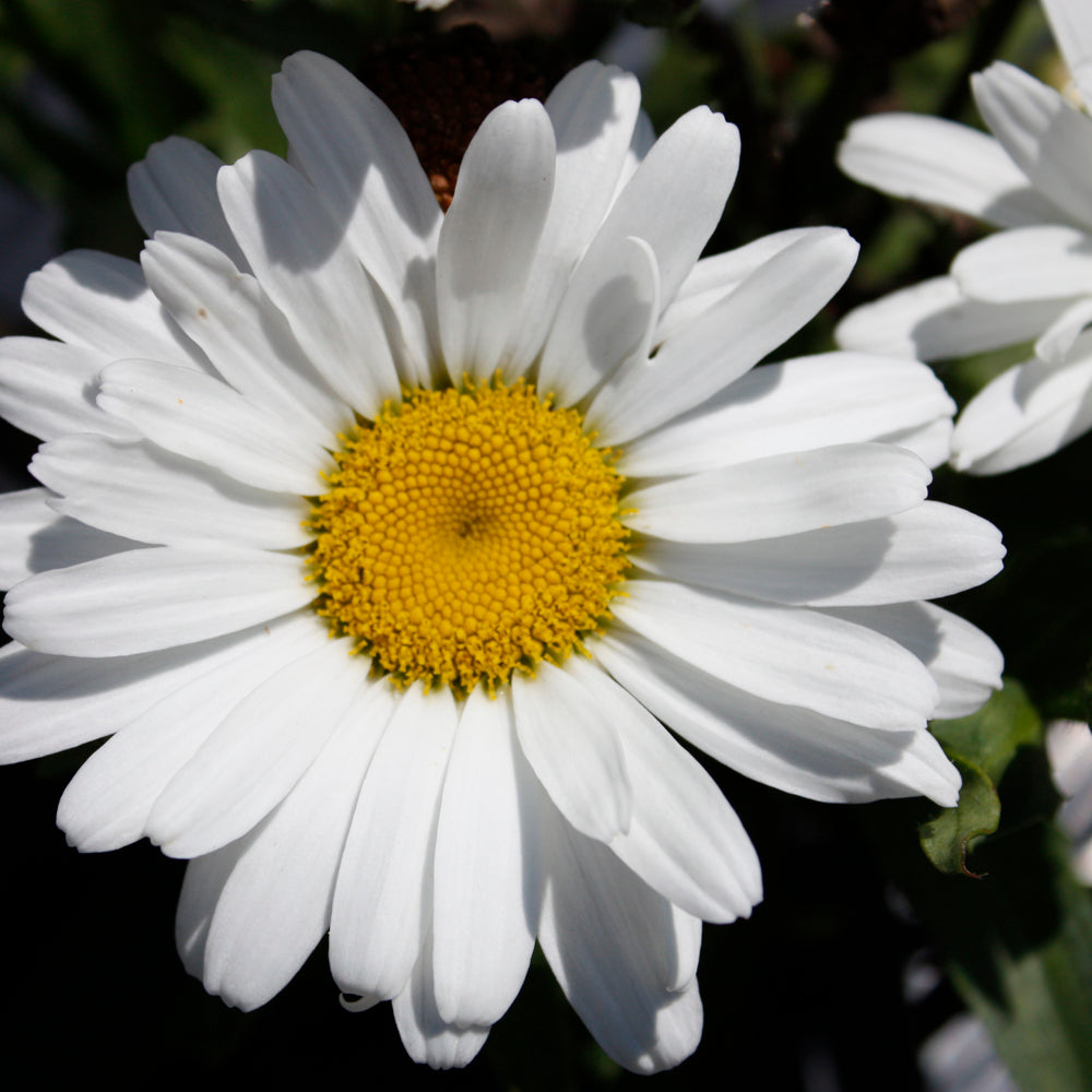 LEUCANTHEMUM BETSY