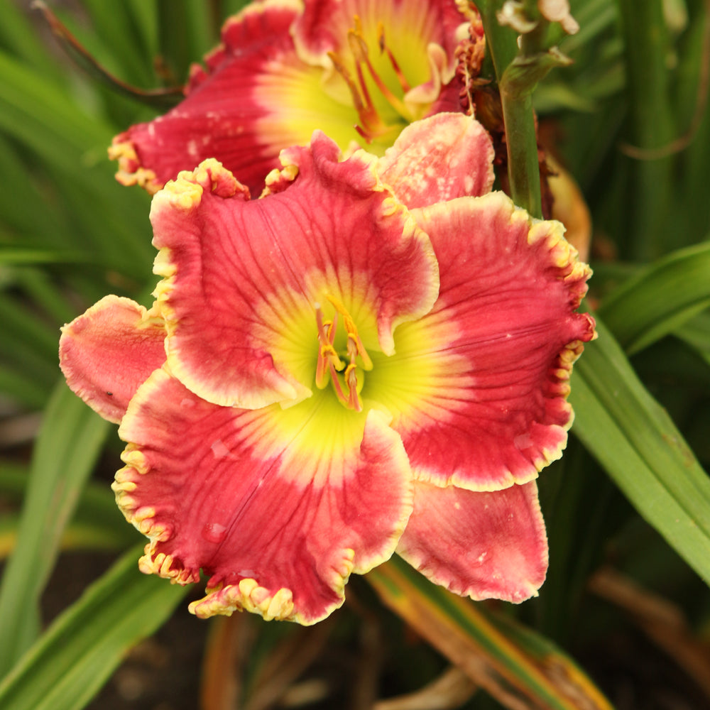 HEMEROCALLIS BORN TO RUN