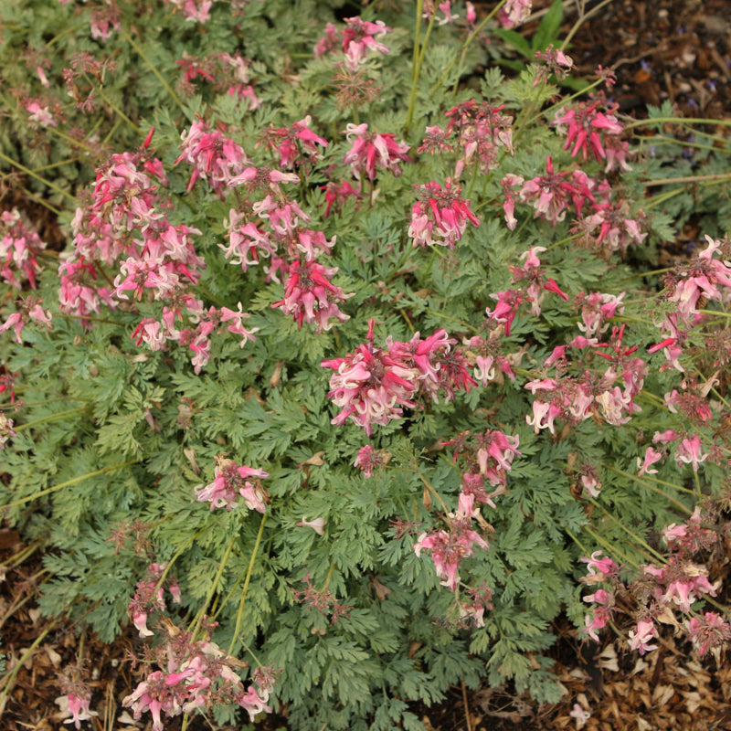 DICENTRA PINK DIAMONDS
