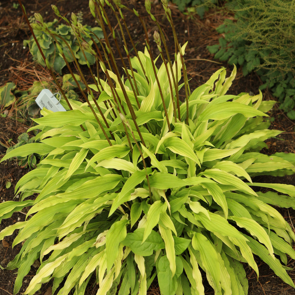 HOSTA PARTY STREAMERS