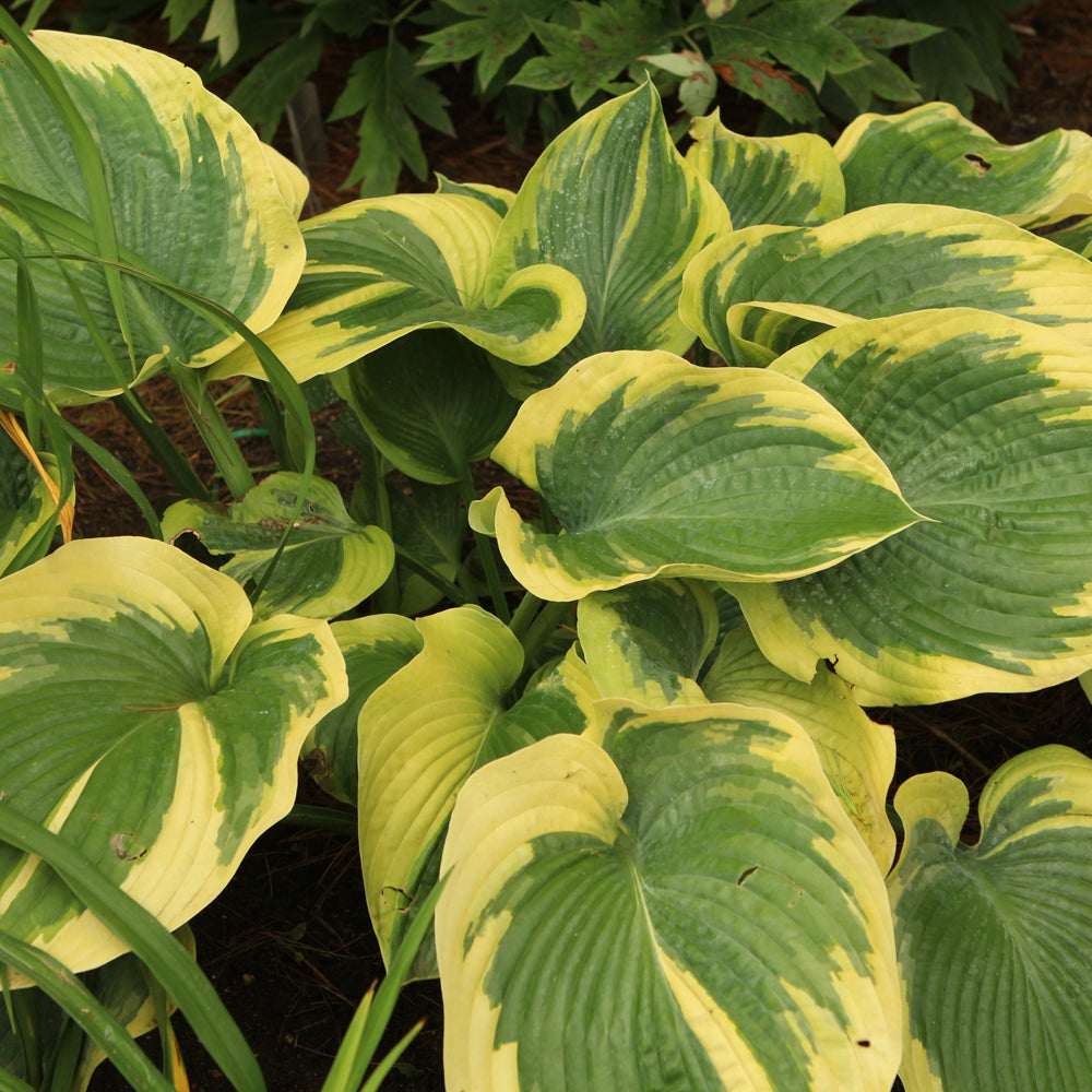 HOSTA TERMS OF ENDEARMENT
