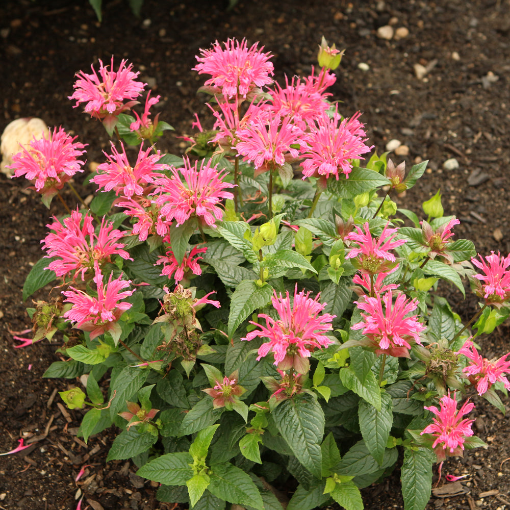 MONARDA PARDON MY ROSE