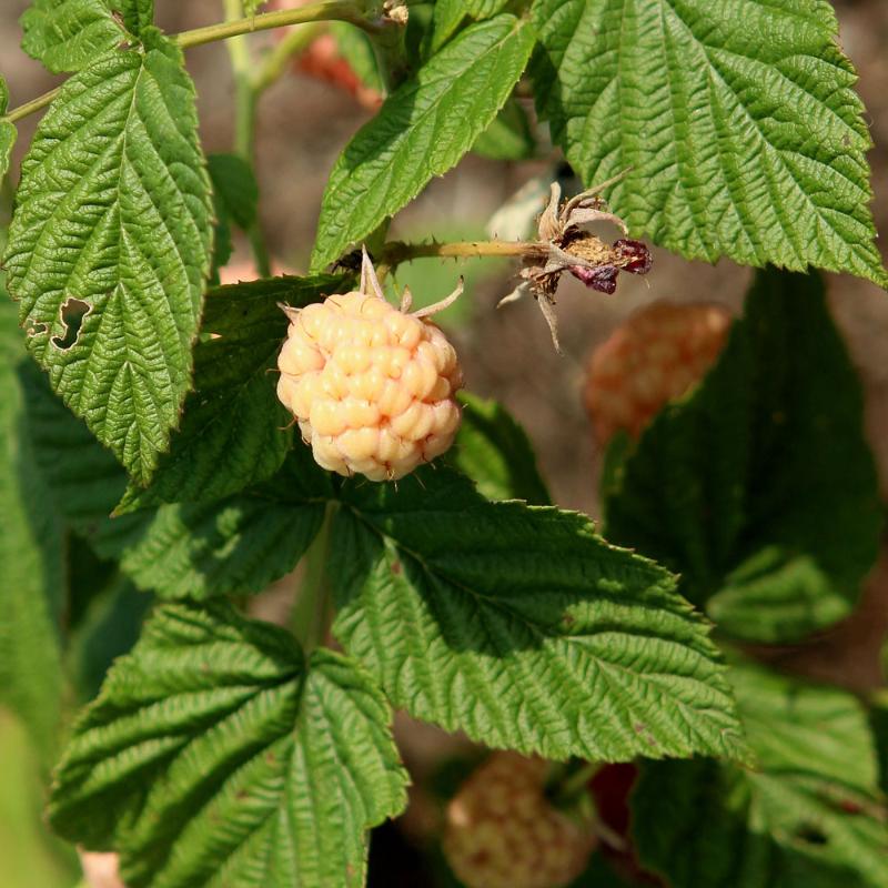 ANNE À LA FRAMBOISE