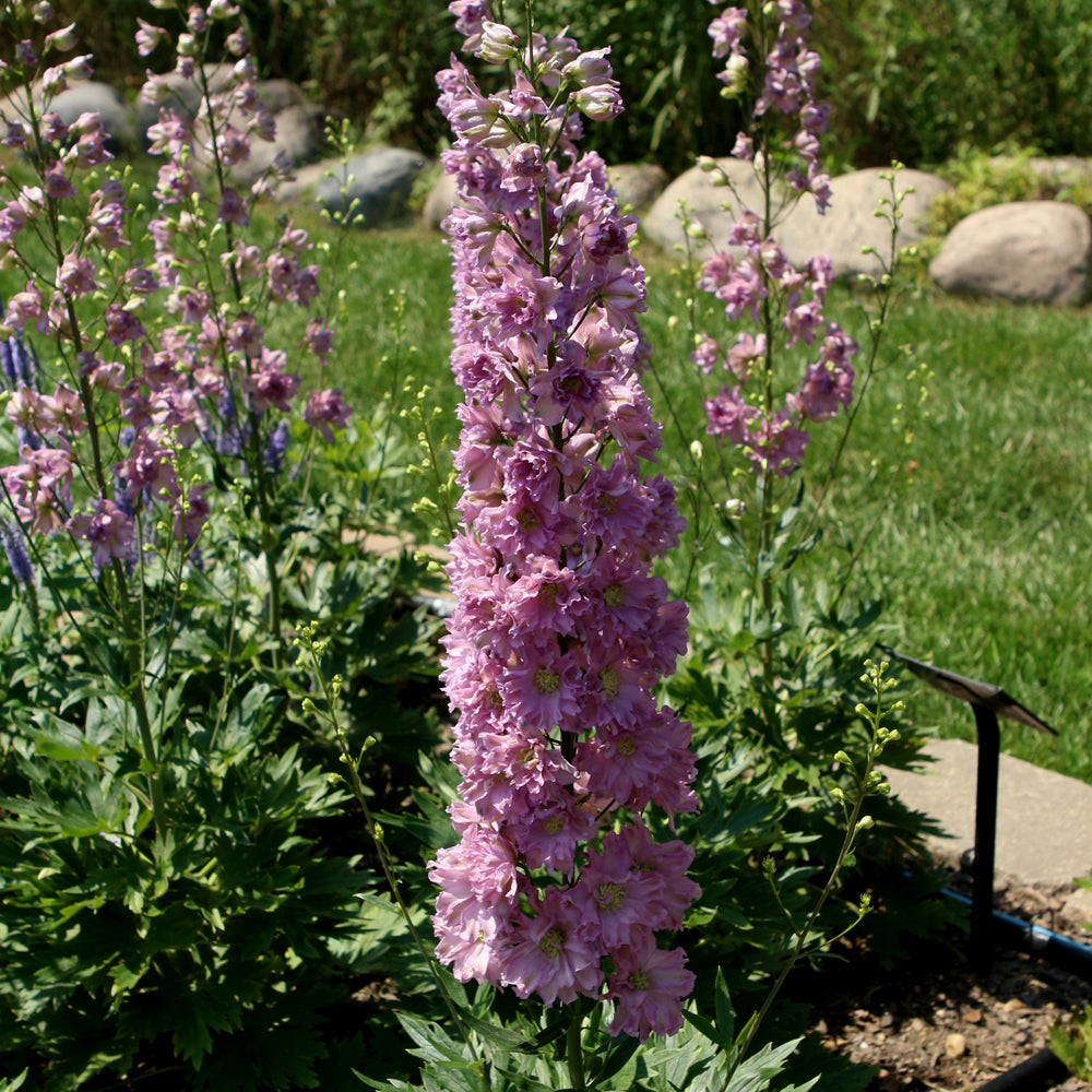 DELPHINIUM HYBRID DEL JULIETTE