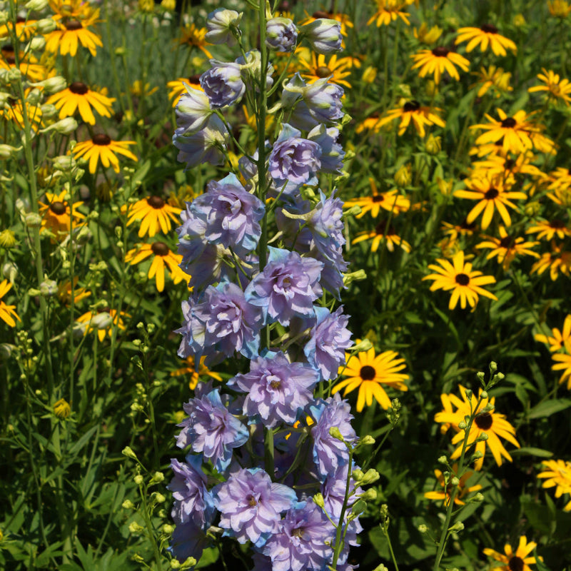DELPHINIUM SHELBY