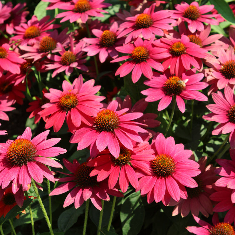 ECHINACEA SOMBRERO TRES AMIGOS