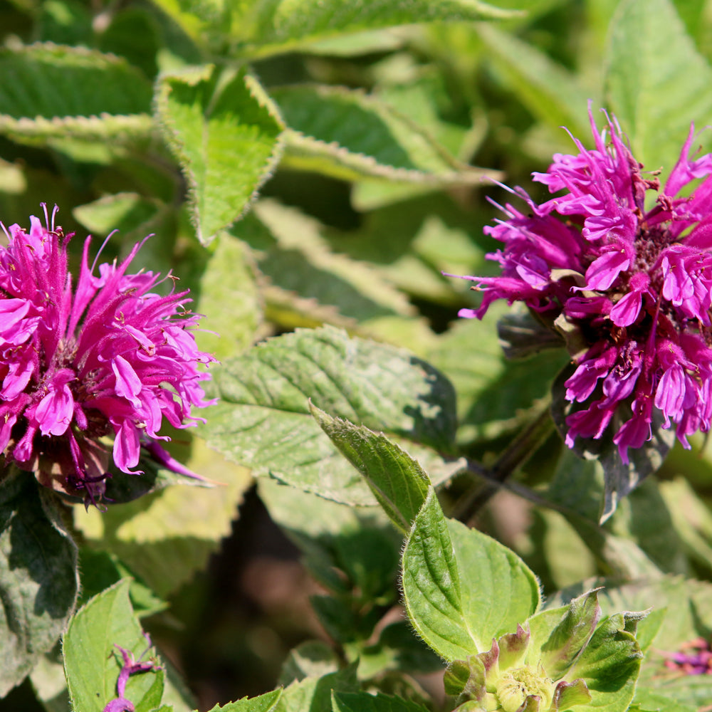 MONARDA BEE-YOU BEE FREE