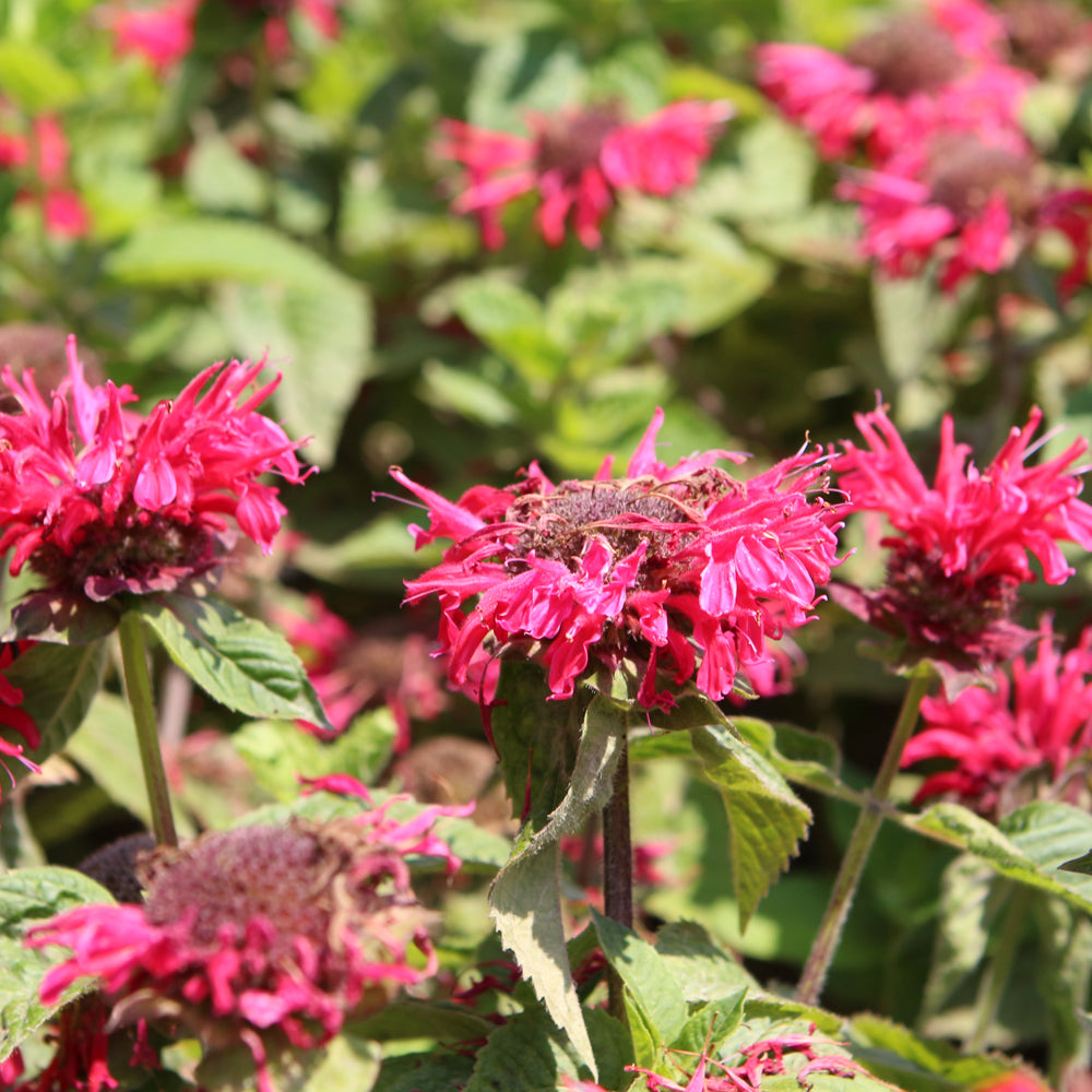 MONARDA BEE-YOU BEE HAPPY