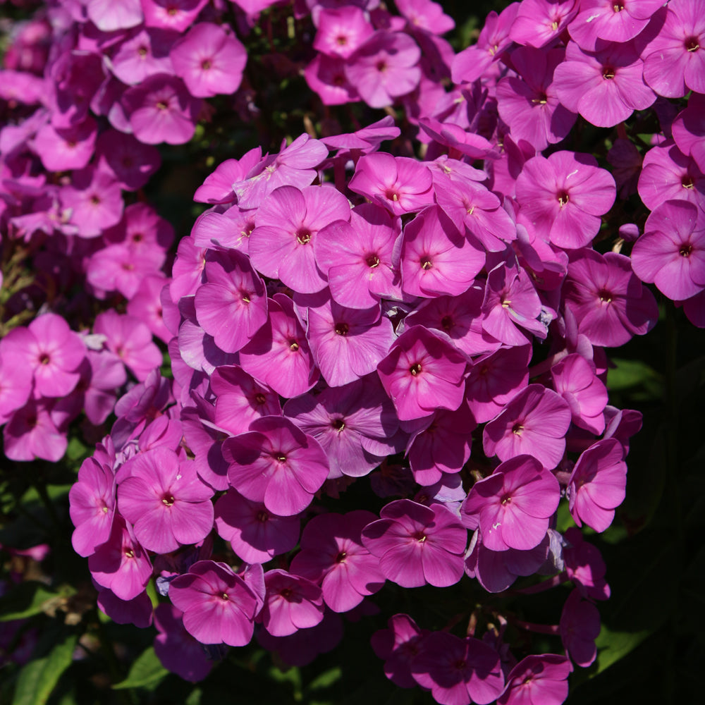PHLOX COVER GIRL