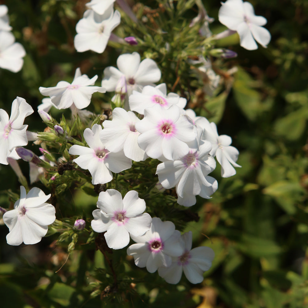 PHLOX KA POW WHITE