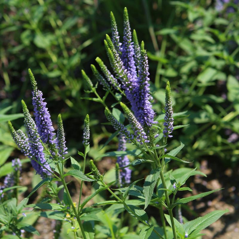 VERONICA FIRST GLORY