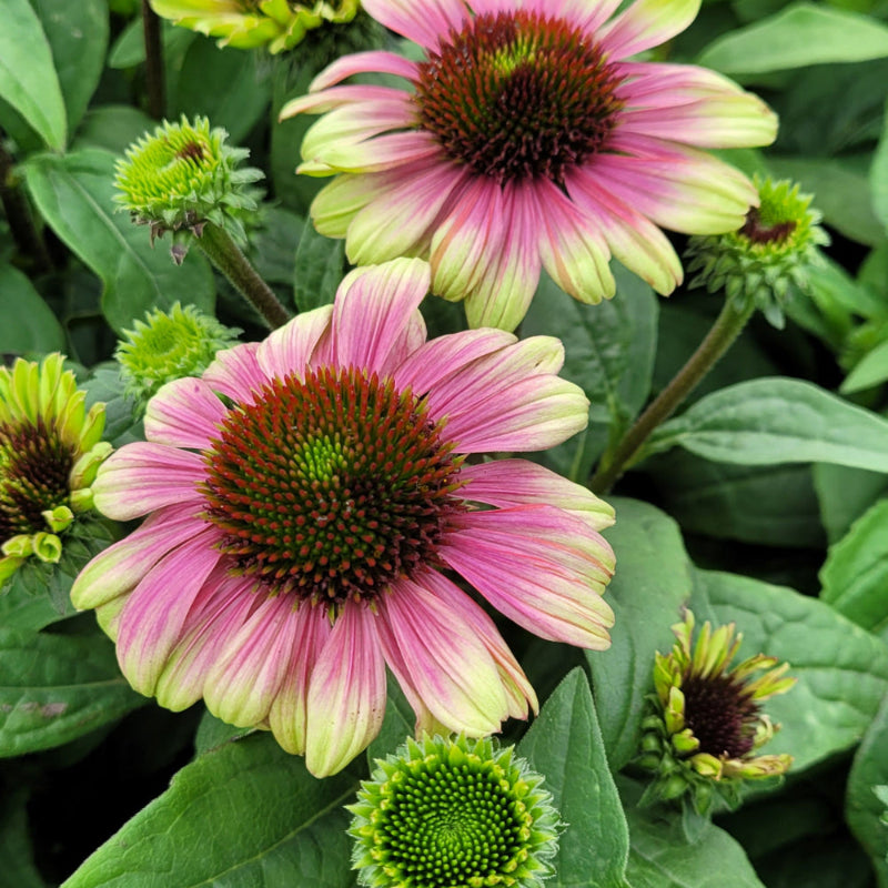 ECHINACEA SWEET SANDIA