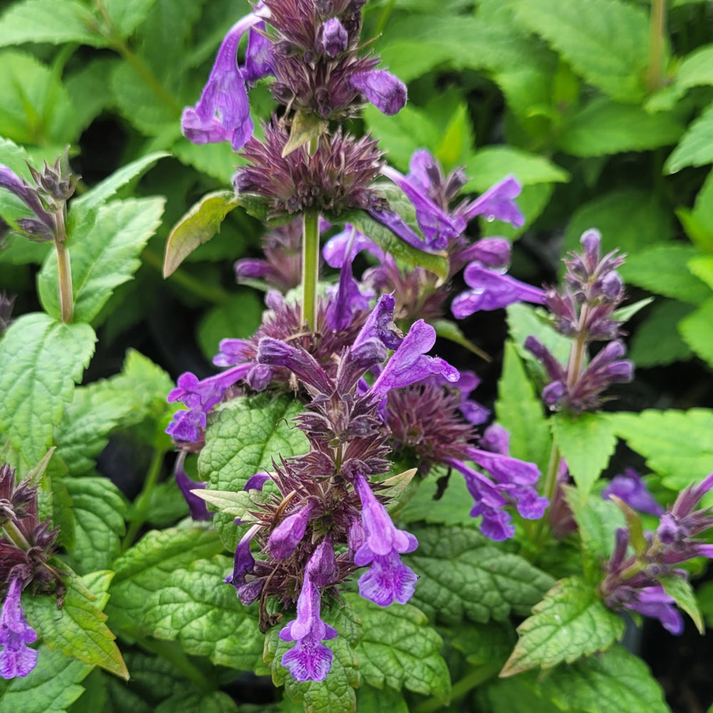 NEPETA NEPTUNE