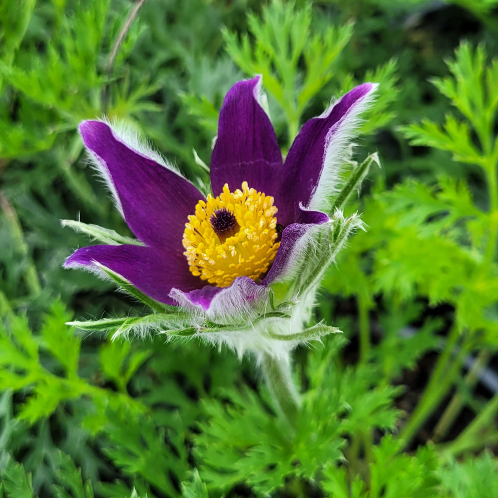 PASQUE FLOWER