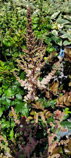 ASTILBE PINK LIGHTNING