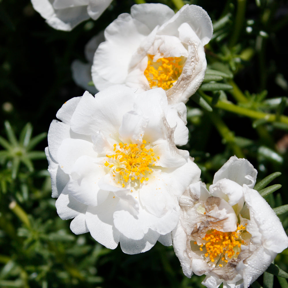 Portulaca
