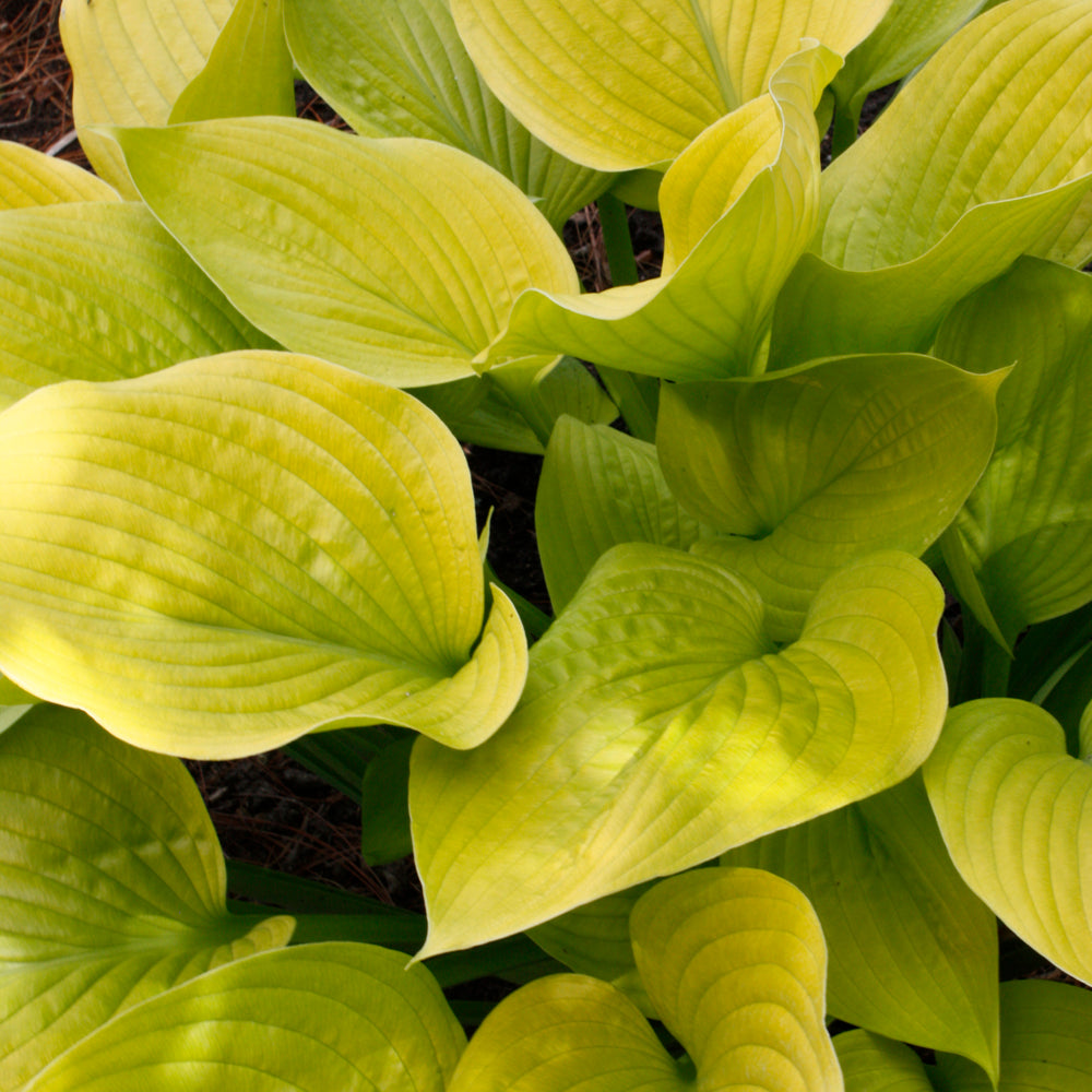 HOSTA AGE OF GOLD