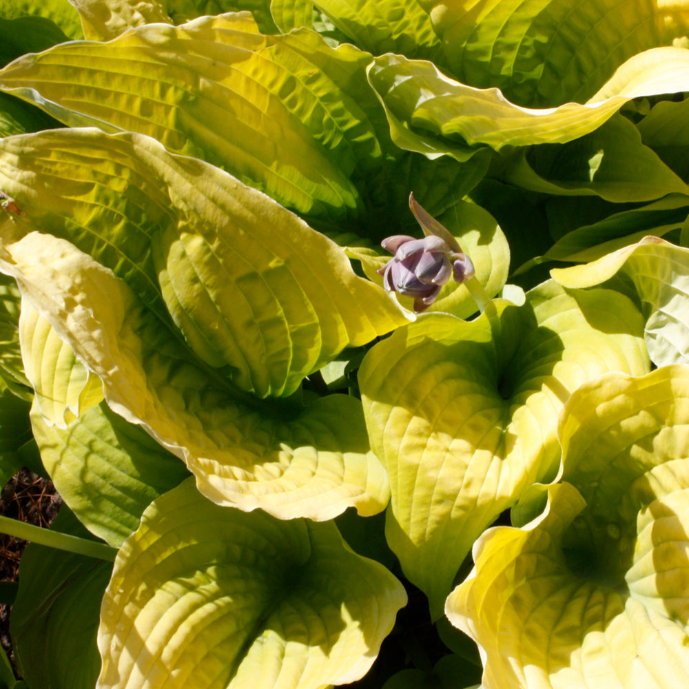 HOSTA COAST TO COAST