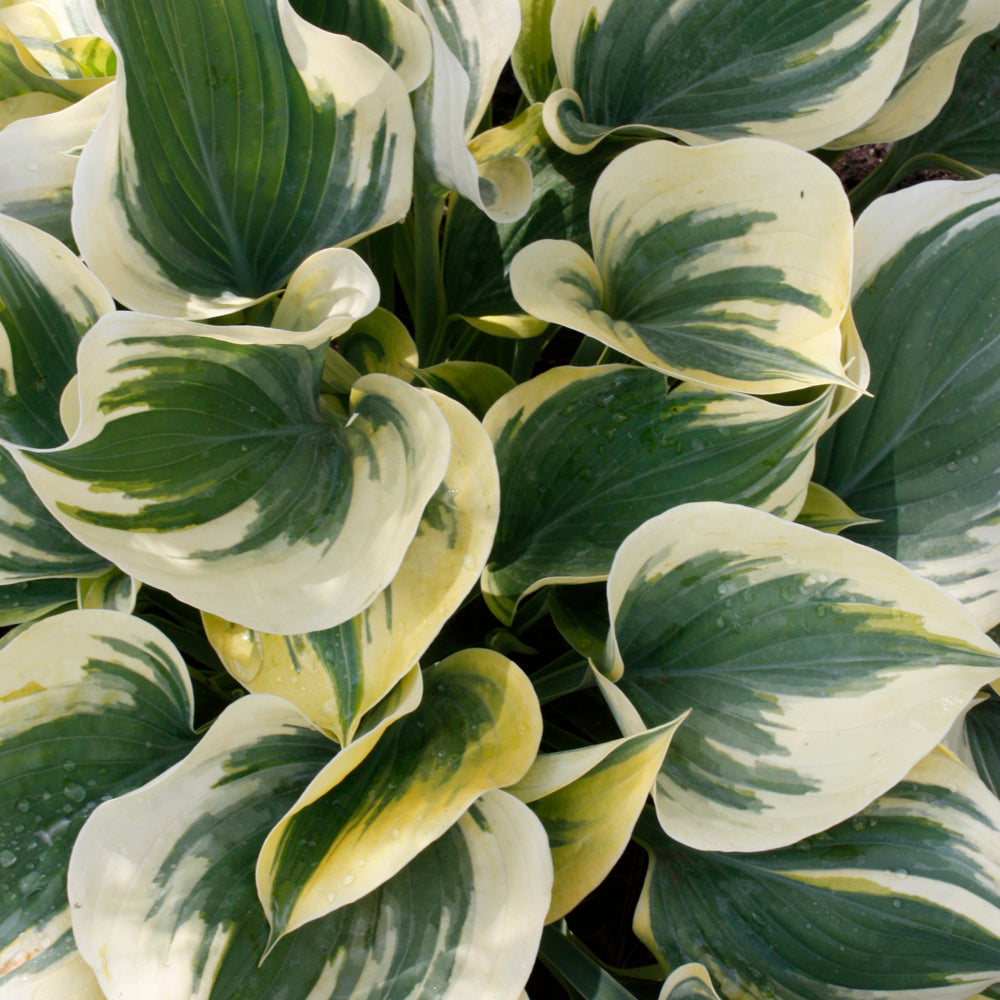 HOSTA LIBERTY