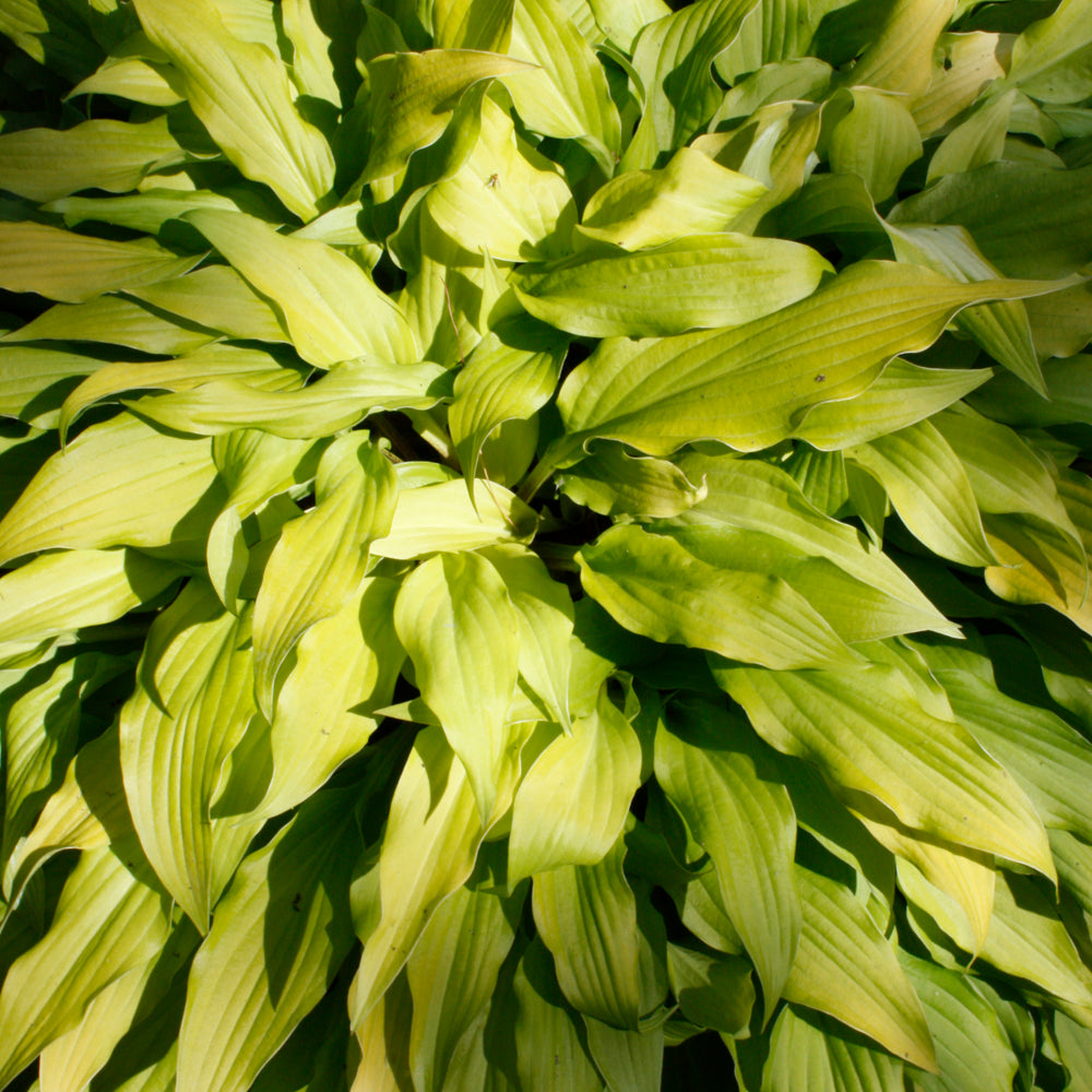 HOSTA TIME IN A BOTTLE