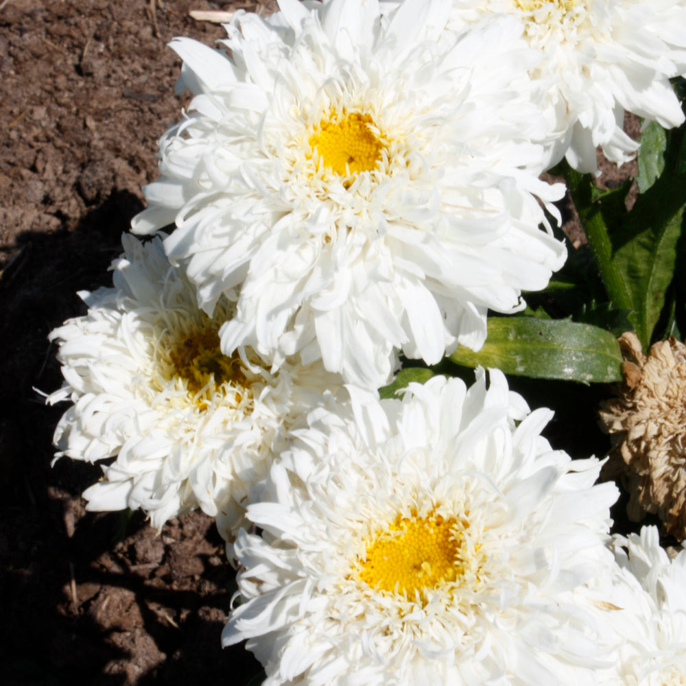 LEUCANTHEMUM MARSHMALLOW
