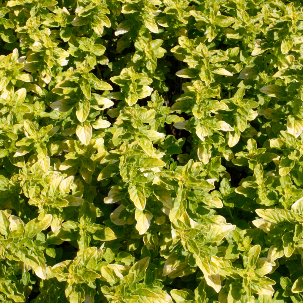 ORIGANUM DROPS OF JUPITER