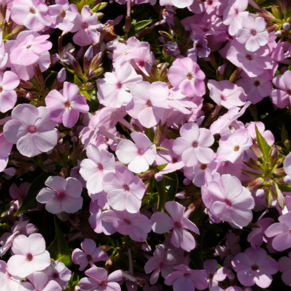 PHLOX OPENING ACT BLUSH