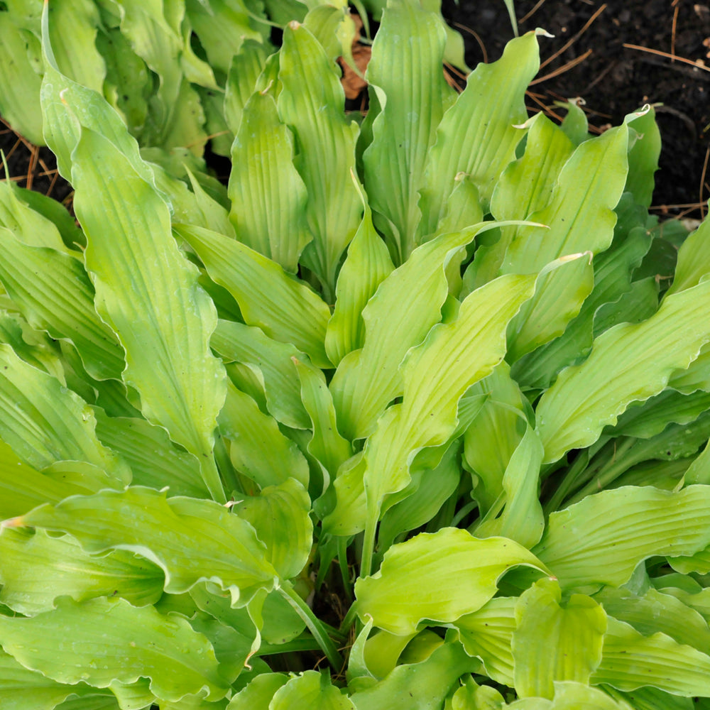 HOSTA WIGGLES AND SQUIGGLES