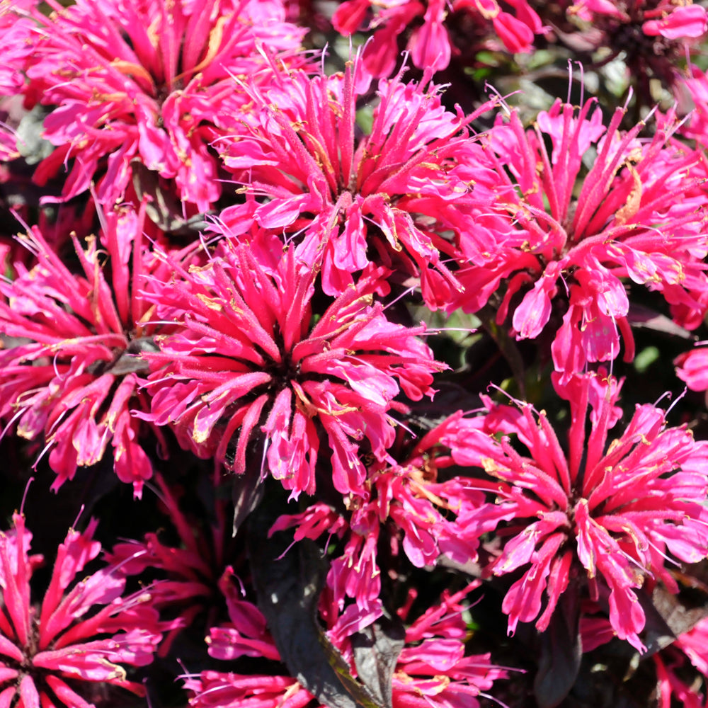 MONARDA SUGAR BUZZ BERRY TAFFY