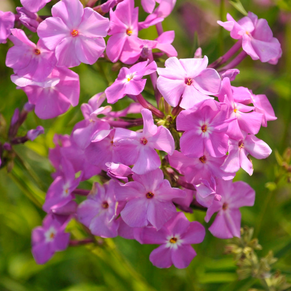 PHLOX OPENING ACT ROMANCE