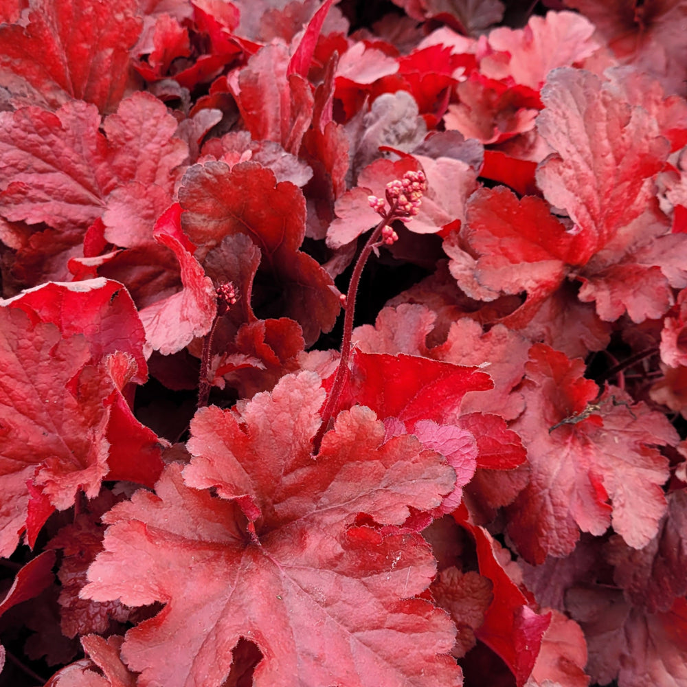 HEUCHERA FOREVER RED