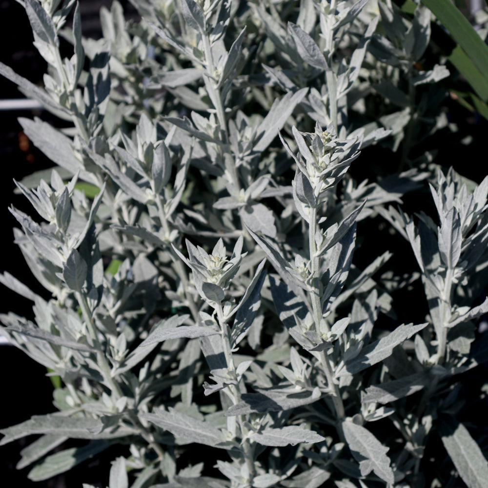 ARTEMISIA GARDEN GHOST