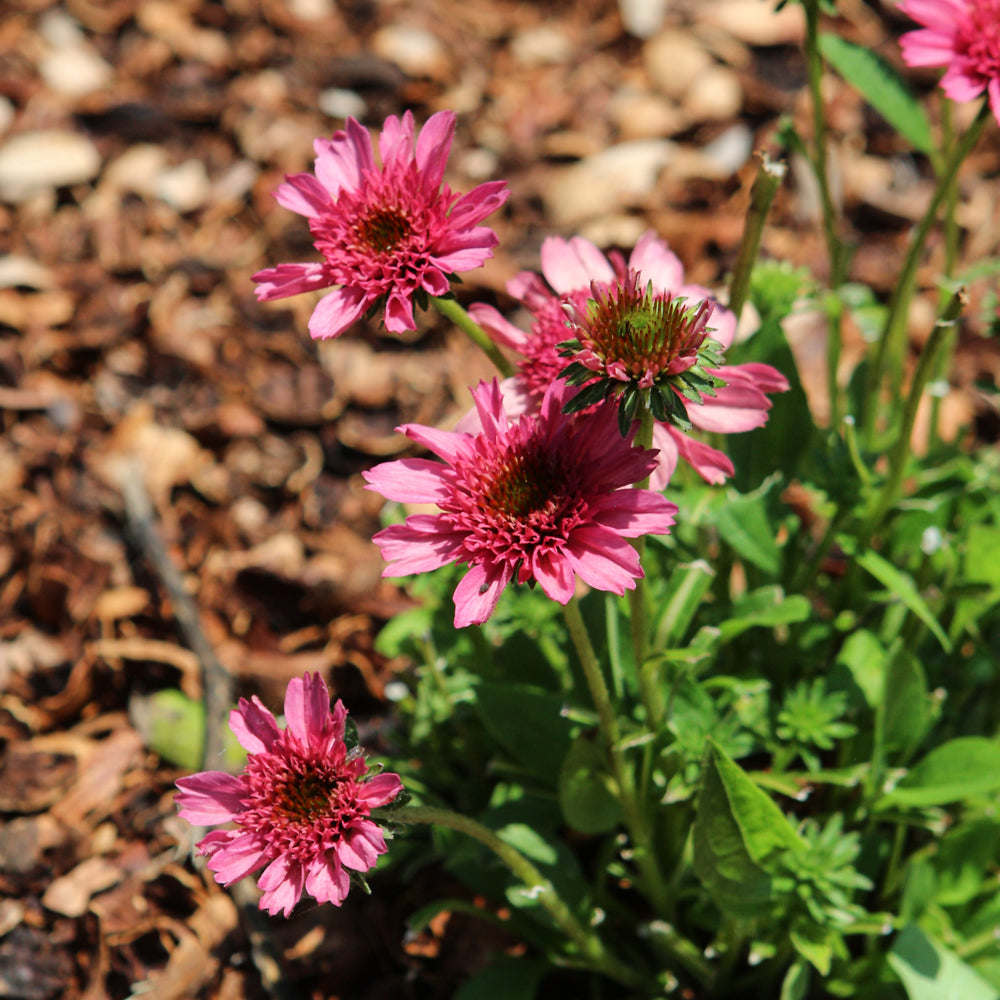 ECHINACEA WATERMELON SUGAR