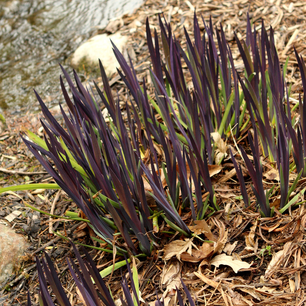 IRIS PURPLE FLAME